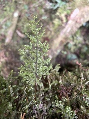 Hymenophyllum paniculiflorum
