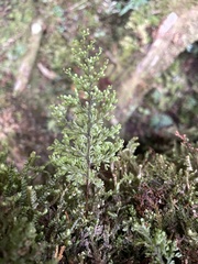Hymenophyllum paniculiflorum