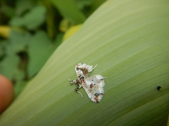 Leucinodes orbonalis