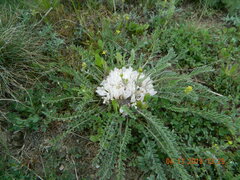 Astragalus dolichophyllus