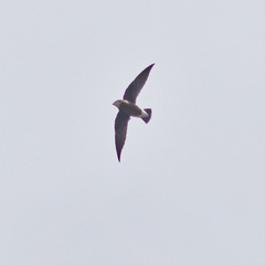 Hirundapus caudacutus