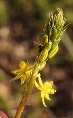 Bulbine frutescens