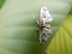 Leucinodes orbonalis