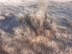 Aptosimum spinescens