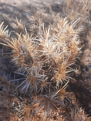 Aptosimum spinescens