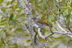 Chrysococcyx minutillus