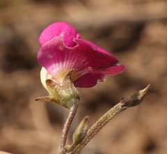 Tephrosia capensis