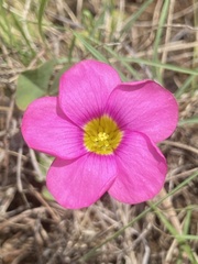 Oxalis obliquifolia