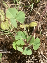 Oxalis obliquifolia
