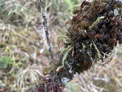 Micropolypodium okuboi