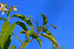 Solanum bonariense