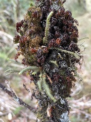 Micropolypodium okuboi