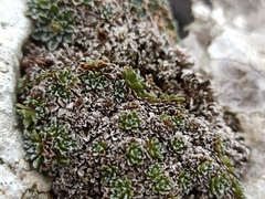 Saxifraga marginata