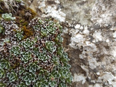 Saxifraga marginata