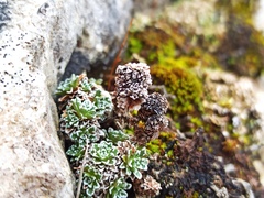 Saxifraga marginata