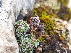Saxifraga marginata