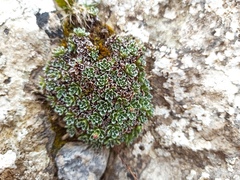 Saxifraga marginata