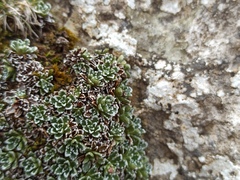 Saxifraga marginata
