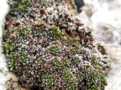 Saxifraga marginata