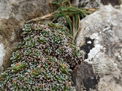 Saxifraga marginata