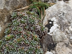 Saxifraga marginata