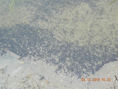 Bufotes viridis viridis