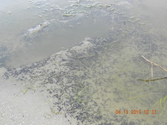 Bufotes viridis viridis