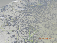 Bufotes viridis viridis