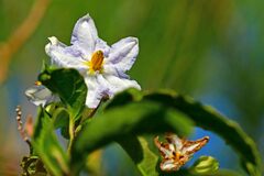 Solanum bonariense