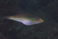 Stethojulis interrupta