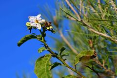 Solanum bonariense