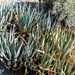 Agave deserti deserti - Photo (c) BJ Stacey, some rights reserved (CC BY-NC)