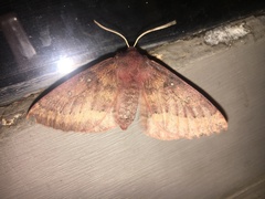 Anthela rubeola