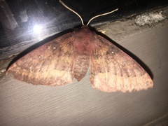 Anthela rubeola