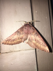 Anthela rubeola