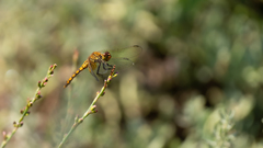 Erythrodiplax corallina