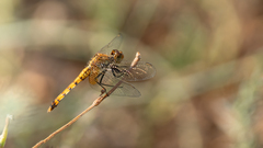 Erythrodiplax corallina