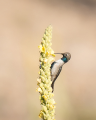 Oreotrochilus leucopleurus