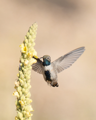 Oreotrochilus leucopleurus