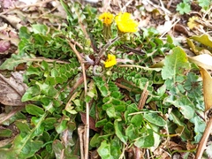 Hyoseris radiata
