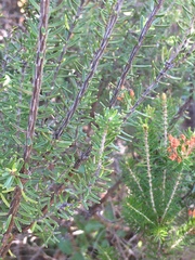 Erica multiflora