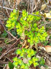 Euphorbia helioscopia