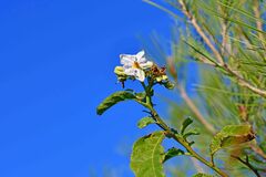 Solanum bonariense