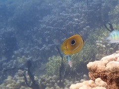 Chaetodon bennetti
