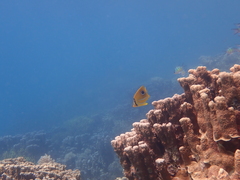 Chaetodon bennetti