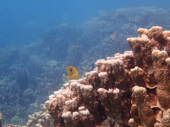 Chaetodon bennetti