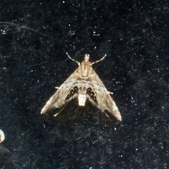 Trichophysetis