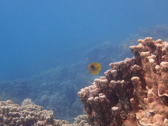 Chaetodon bennetti
