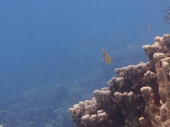Chaetodon bennetti
