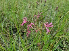 Nerine krigei
